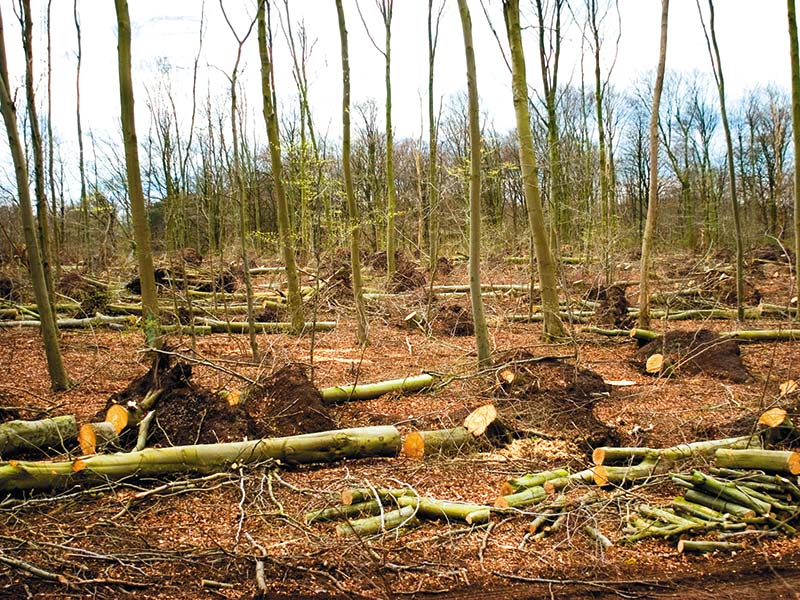 Another logging company bites the dust...